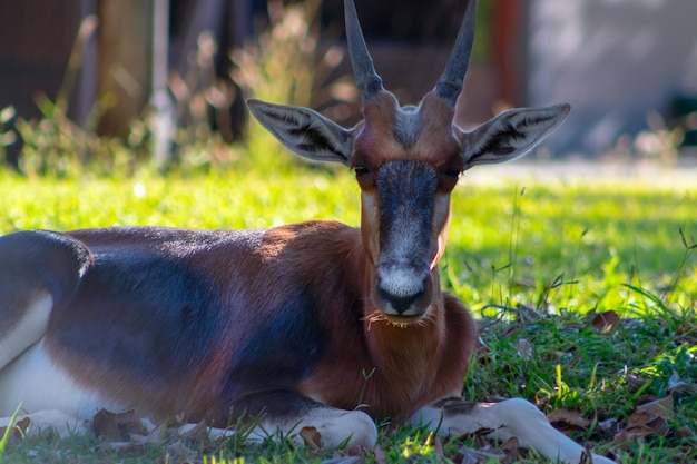 Wild african animals Bontebok is one of the rarest antelope in the world on the beautiful grassland Etosha National park