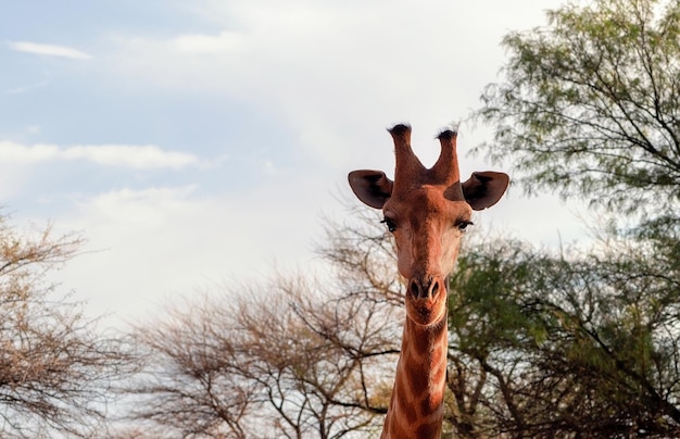 Wild african animals Closeup namibian giraffe The tallest living terrestrial animal and the largest ruminant