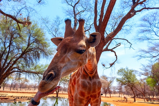 Wild african animals. Closeup namibian giraffe. The tallest living terrestrial animal and the largest ruminant.