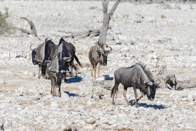 Wild african animals gnu kudu orix springbok zebras drinking water in waterhole