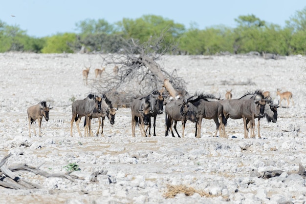 Wild african animals gnu kudu orix springbok zebras drinking water in waterhole