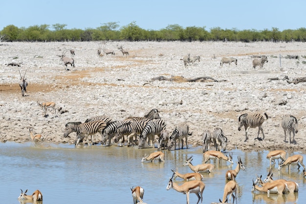 Wild african animals gnu kudu orix springbok zebras drinking water in waterhole