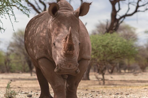 Wild african animals Portrait of a male bull white Rhino grazing in Etosha National park