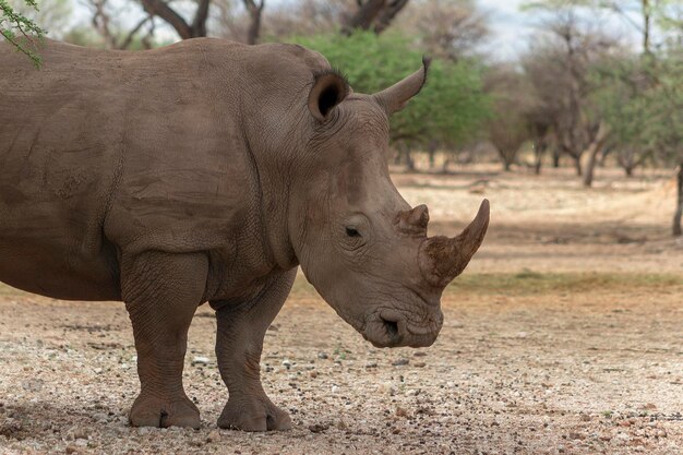 Wild african animals Portrait of a male bull white Rhino grazing in Etosha National park