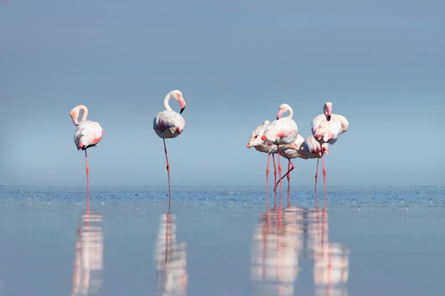 Wild african birds Group birds of pink african flamingos walking around the blue lagoon on a day