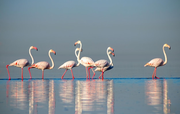 Wild african birds. Group birds of pink african flamingos  walking around the blue lagoon on a sunny day