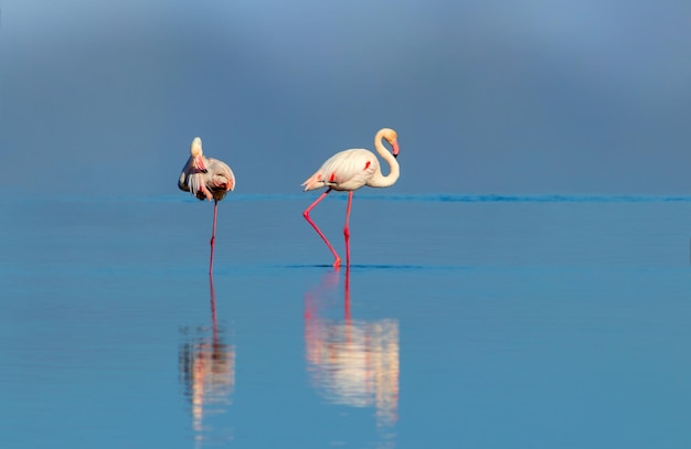 Wild african birds Group birds of pink african flamingos walking around the lagoon and looking for food