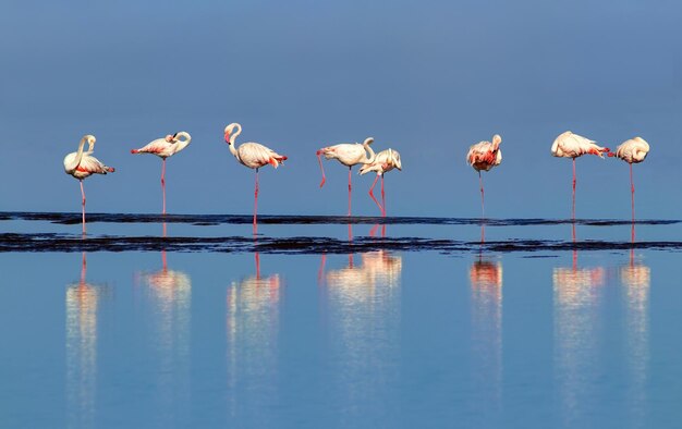 Wild african birds Group birds of pink african flamingos walking around the lagoon and looking for food