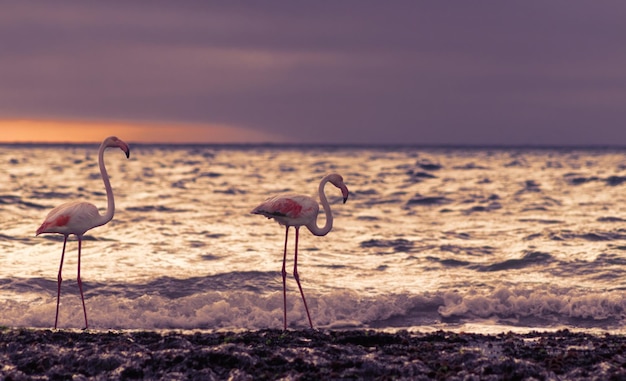 Wild african birds Group of large white flamingos in the atlantic ocean at sunset