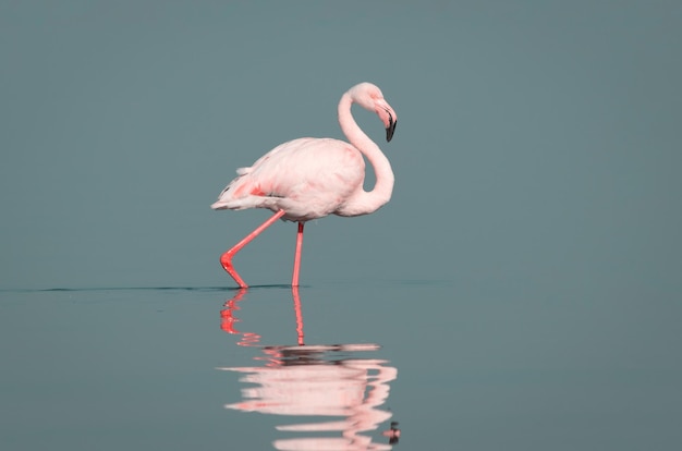 Wild african birds One bird of pink african flamingo walking around the lagoon and looking for food