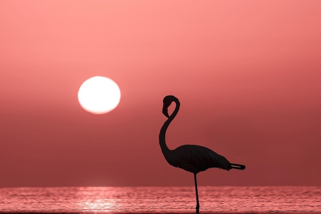 Wild african birds Silhouette of a lonely flamingo stands in a lagoon against a background of golden sunset and bright sun