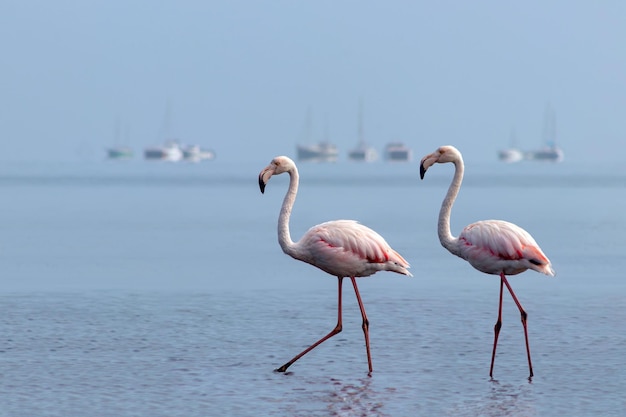 Wild african birds Two birds of pink african flamingos walking around the blue lagoon on a sunny day