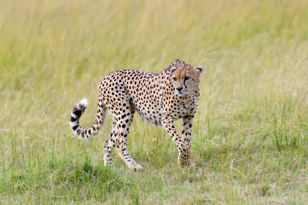 Wild african cheetah, beautiful mammal animal. Africa, Kenya