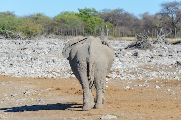 Wild african elephant walking in the savanna