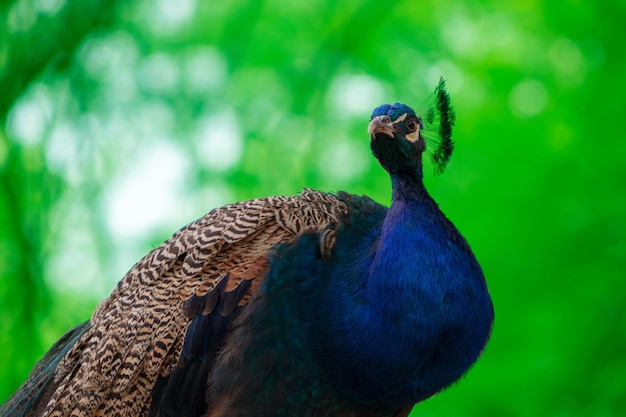 Wild african life Close up of the cute peacock brightly bird on a blur background