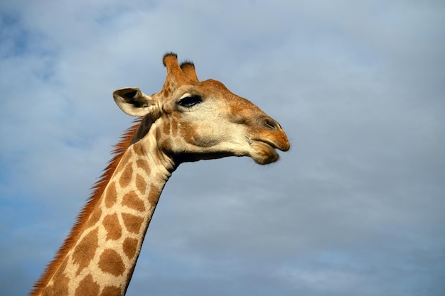 Wild african life. A large common South African giraffe on the summer blue sky. Namibia