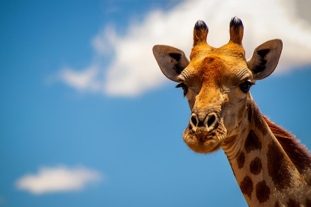 Wild african life. A large common South African giraffe on the summer blue sky. Namibia