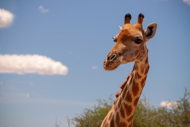 Wild african life. A large common South African giraffe on the summer blue sky. Namibia