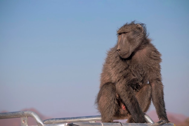 Wild african life A Large Male Baboon sitting on the car roof on a sunny day