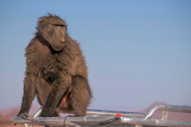 Wild african life A Large Male Baboon sitting on the car roof on a sunny day