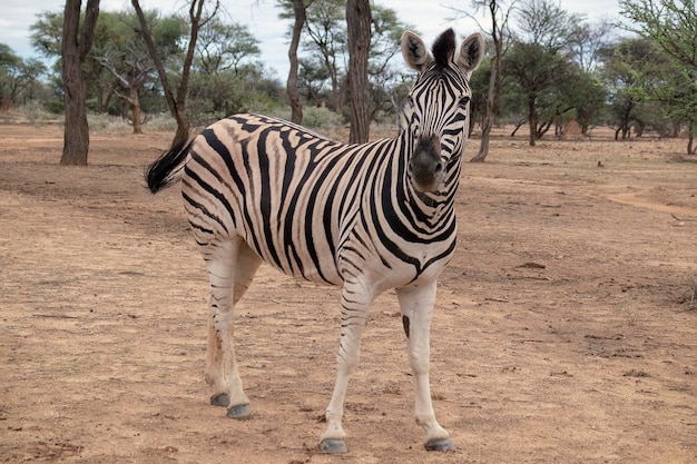 Wild african life Namibian zebra standing in the middle of the savannah