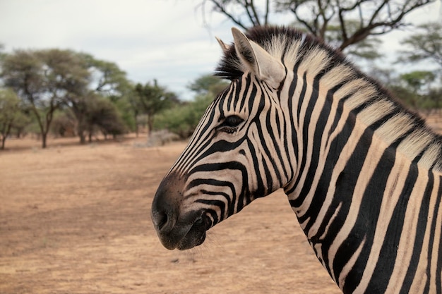 Wild african life Namibian zebra standing in the middle of the savannah