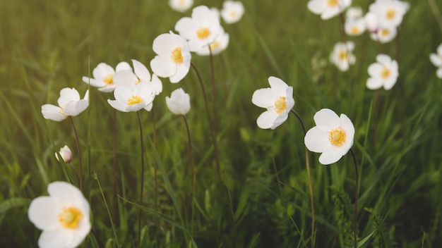 Wild anemone flowers in the field.