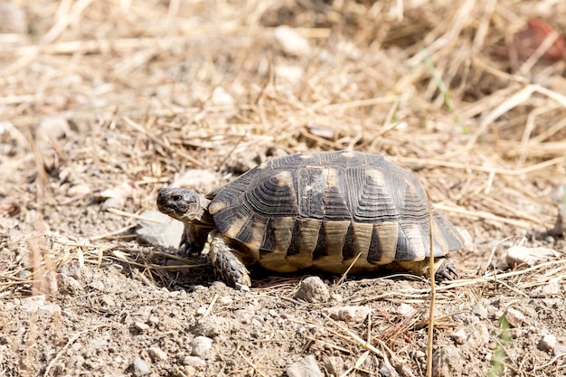 Wild animals A large land tortoise crawls on dry grass on a sunny spring day