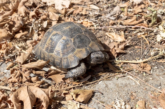 Wild animals Large tortoise creeping in autumn leaves closeup