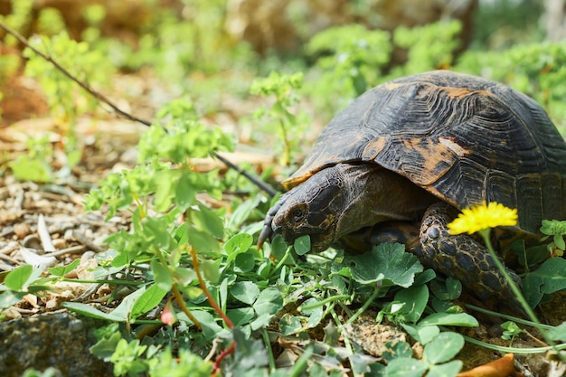 Wild animals in the natural environment Turtle eats grass on the lawn next to a flowering dandelion spring on the Aegean coast