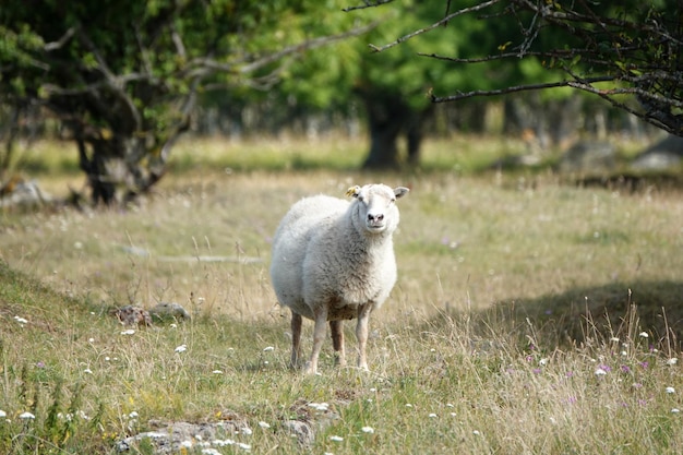 Wild animals - sheep portrait. Farmland View of a Woolly Sheep in a Green forest Field