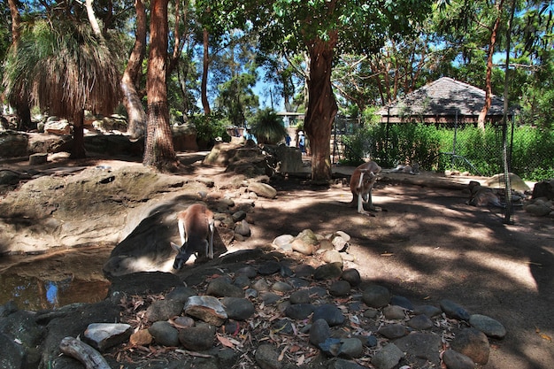 Wild animals at the Taronga zoo in Sydney, Australia