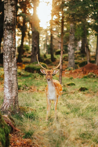 Photo wild animals in their natural habitat. european fallow deer in the forest in the rays of the sun