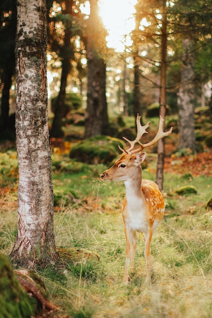 Photo wild animals in their natural habitat. european fallow deer in the forest in the rays of the sun