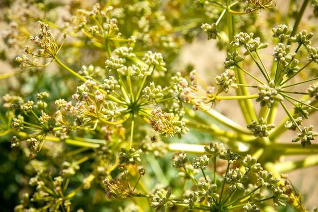 Wild anise in the mountain steppe