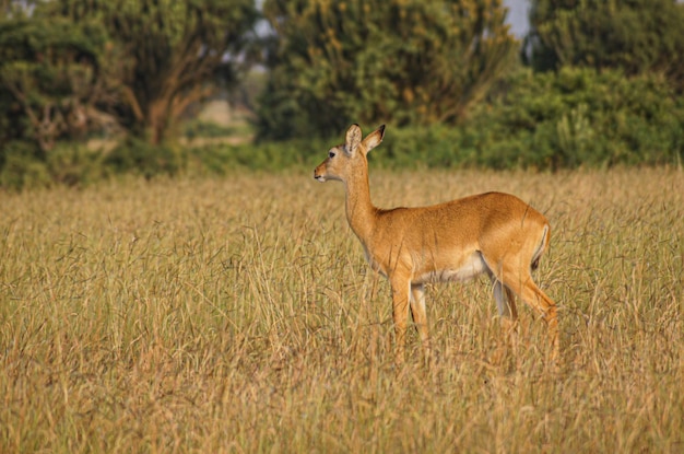 wild antelopes running in African savannah