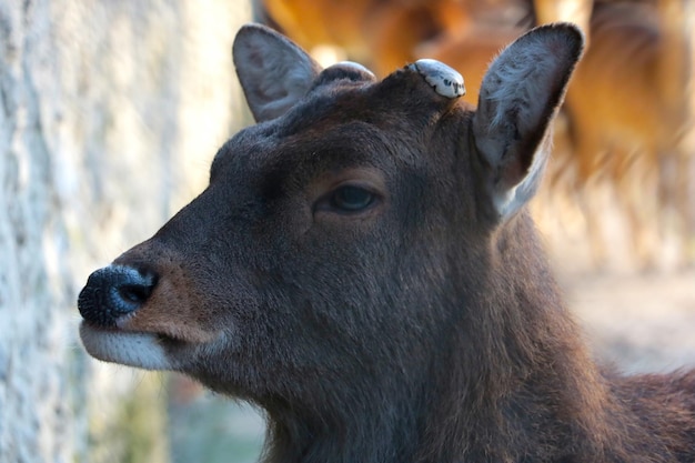 A wild antlersless deer closeup Wildlife in the forest