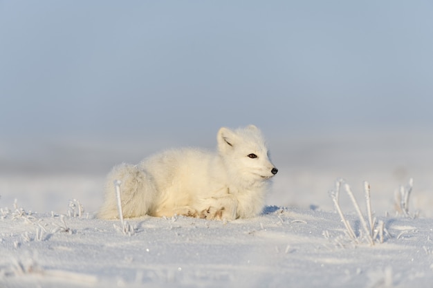 Wild arctic fox (Vulpes Lagopus) in tundra in winter time. White arctic fox lying. Sleeping in tundra.