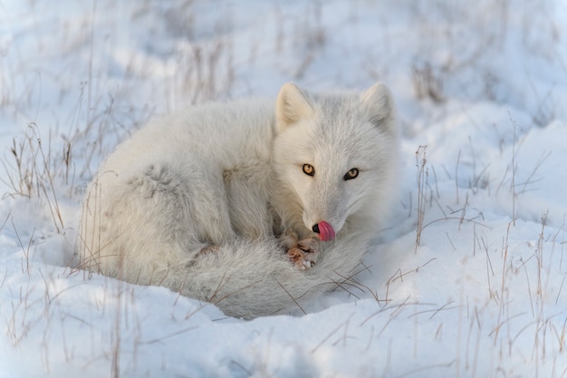 Photo wild arctic fox (vulpes lagopus) in tundra in winter time. white arctic fox lying.