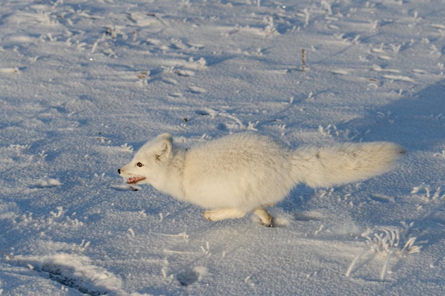 Wild arctic fox (Vulpes Lagopus) in tundra in winter time. White arctic fox running.