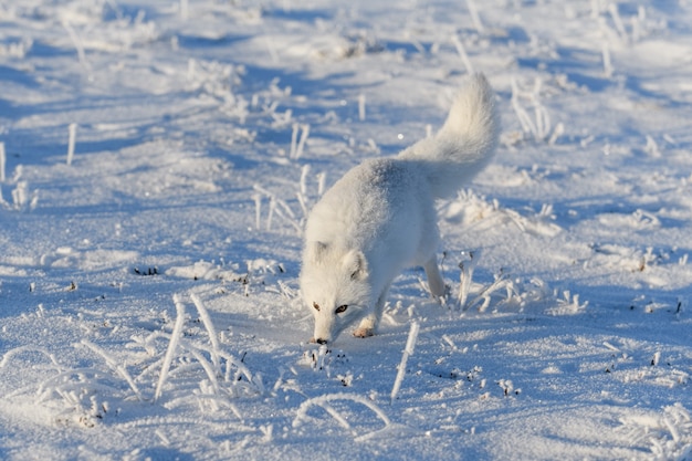 Wild arctic fox (Vulpes Lagopus) in tundra in winter time. White arctic fox.