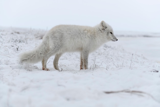 Wild arctic fox (Vulpes Lagopus) in tundra in winter time. White arctic fox.