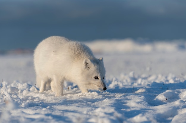 Wild arctic fox (Vulpes Lagopus) in tundra in winter time. White arctic fox.