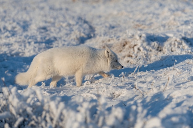 Wild arctic fox (Vulpes Lagopus) in tundra in winter time. White arctic fox.