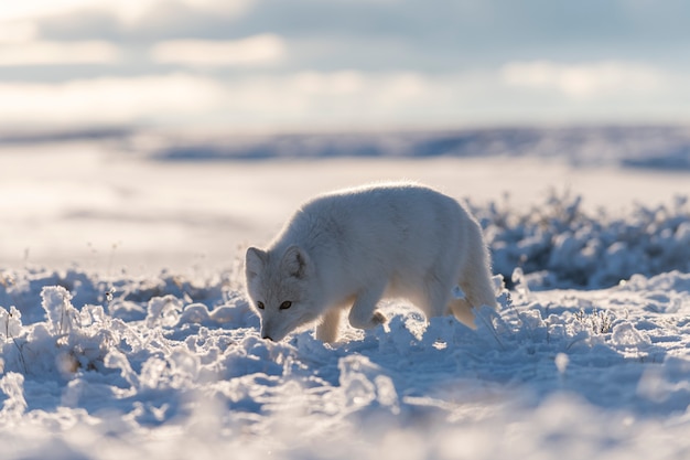 Wild arctic fox (Vulpes Lagopus) in tundra in winter time. White arctic fox.