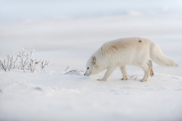 Photo wild arctic fox (vulpes lagopus) in tundra in winter time. white arctic fox.