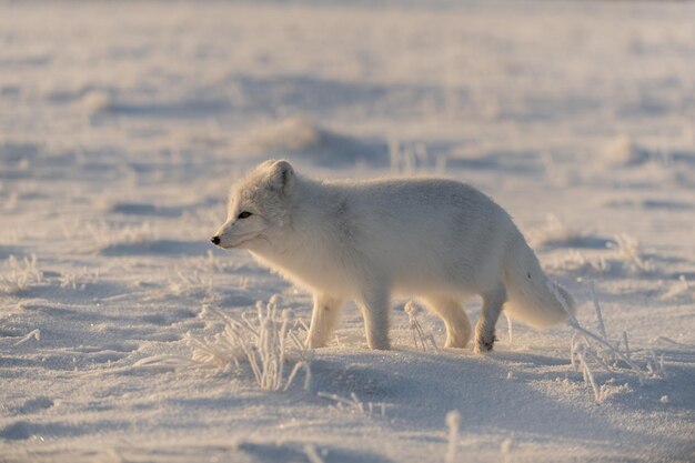 Wild arctic fox Vulpes Lagopus in tundra in winter time White arctic fox