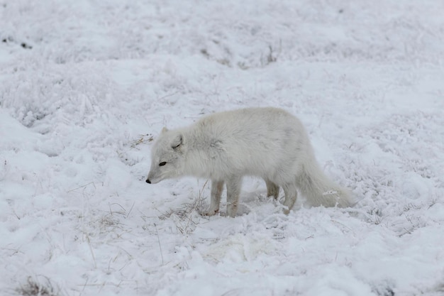 Wild arctic fox Vulpes Lagopus in tundra in winter time White arctic fox