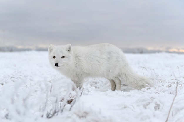 Wild arctic fox Vulpes Lagopus in tundra in winter time White arctic fox