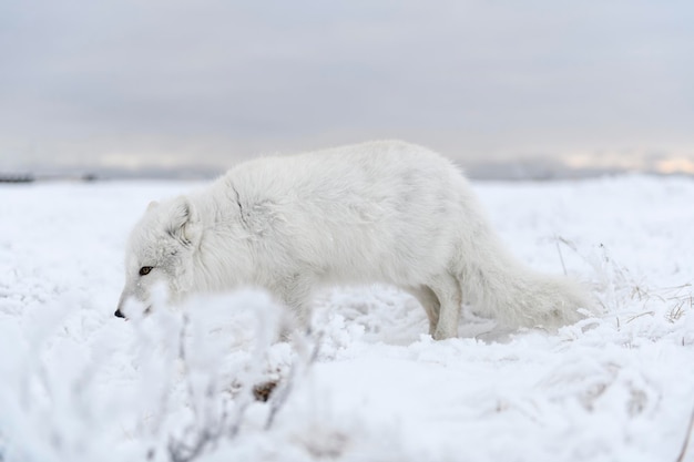 Wild arctic fox Vulpes Lagopus in tundra in winter time White arctic fox